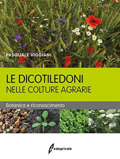 Immagine di DICOTILEDONI NELLE COLTURE AGRARIE (LE) BOTANICA E RICONOSCIMENTO