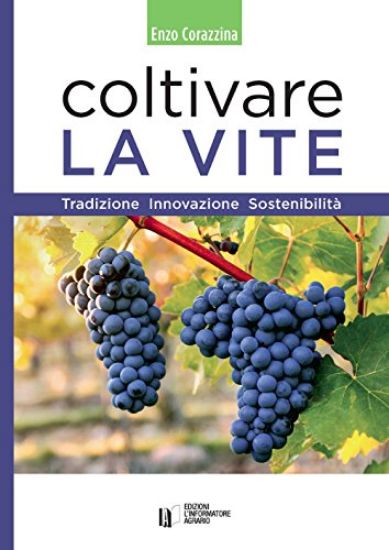 Immagine di COLTIVARE LA VITE. TRADIZIONE INNOVAZIONE SOSTENIBILITA`